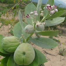 Mela di Sodoma (Calotropis