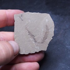 30gr Foglie di Sequoia Pianta