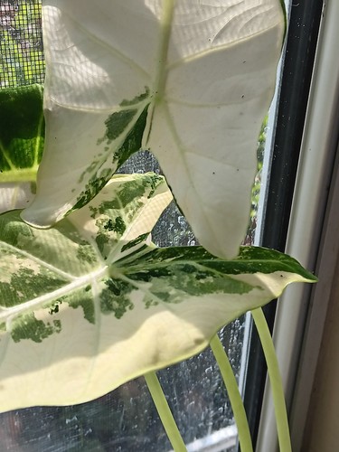 Alocasia frydek variegated - alocasia, 13+