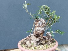 Bonsai Olivastro 30x20cm In
