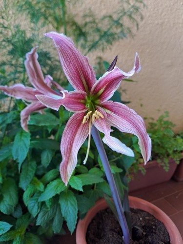 Hippeastrum asn2 hipp - asn2, hyb