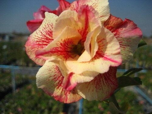 Semi adenium obesum - 5,