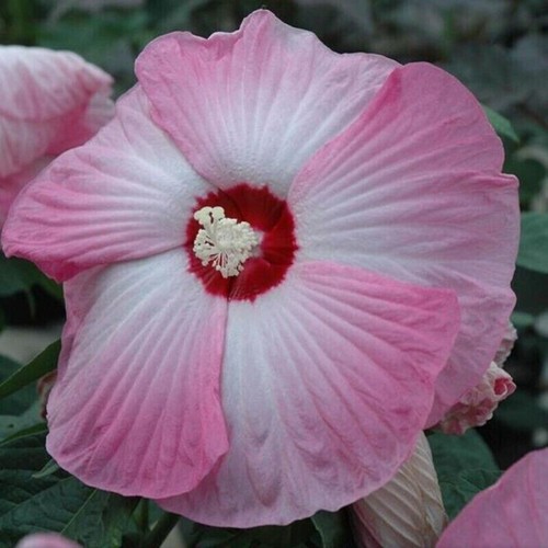Semi hibiscus moscheutos - di,