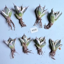 Sale 8pcs Rare Cacti Agave