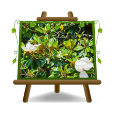 Magnolia grandiflora Francois