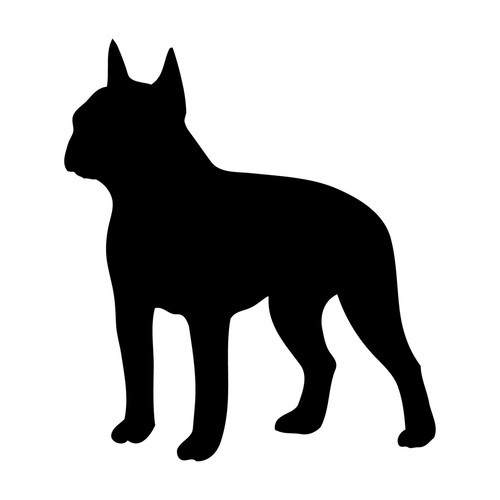 Adesivo boston terrier vinile - terrier,