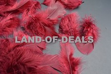 80+ Turkey feathers loose