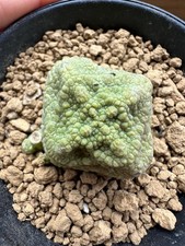 Pseudolithos cubiformis, Own Root, 3.2 cm, 8cm Pot, Not Copiapoa, Aztekium
