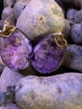 patate semina Viola Bergerac