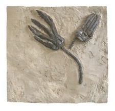 Trias 2x Encrinus liliiformis giglio marino in situazione di ritrovamento Alverdissen ARB-16