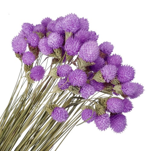 Pcs fiori secchi - fiori, 16