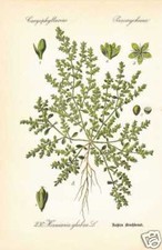 Herniaria Glabra - Kahles