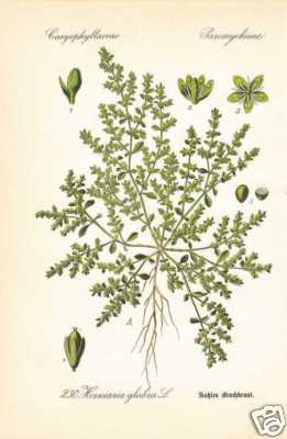 Herniaria glabra erba - glabra,