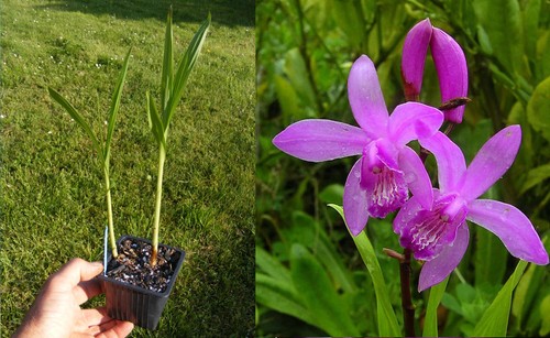 Bletilla striata orchidée - bletilla, striata,