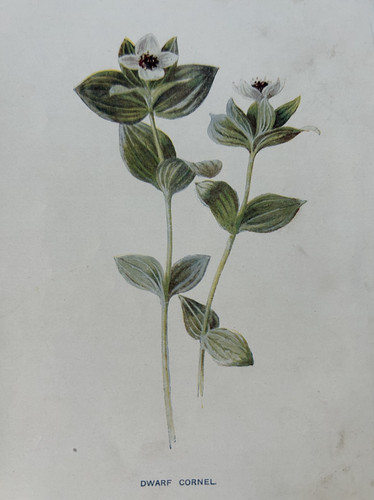Stampa antica corniglione - , nano