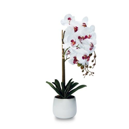 Pianta orchidea rami - 3, con