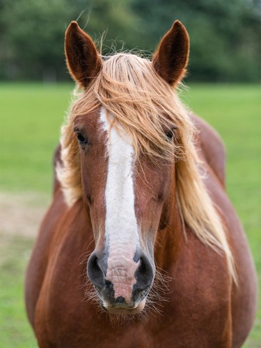 Schleswig coldblood horse - coldblood,