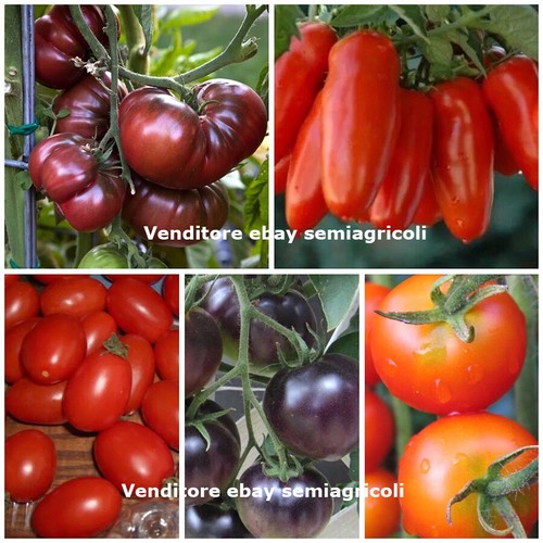 250 semi pomodoro mix in - semi,