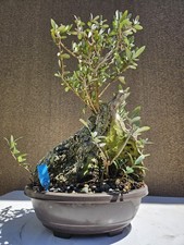 Old European Olive Bonsai