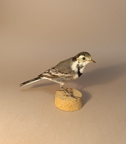 Taxidermy cabinet de - taxidermy,,
