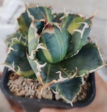 Agave titanota 'Striata
