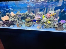 acquario marino 500 litri 