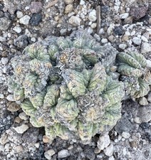 Azt- grappolo ritteri Raro!  