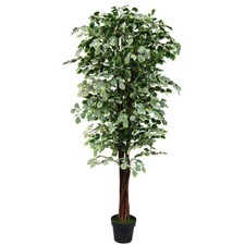Ficus benjamin pianta - ficus,