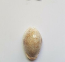 Ciprea erosaria erosa - erosaria,