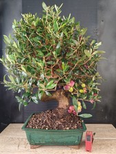bonsai  olivo  h 58 cm visita