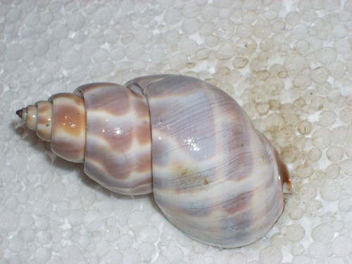 Babylonia pieroangelai amazing - pieroangelai,