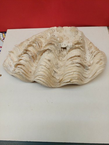 208 tridacna muschel - c-208.,