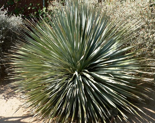 Graines sotol bleu - sotol,