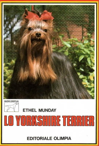 Yorkshire terrier cane - yorkshire,