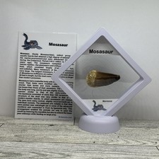 Mosasaur Dinosaur Age Marine Reptile Large Tooth Fossil in Display Case