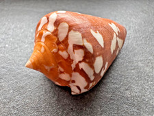 Conus crocatus thailandis - conus,
