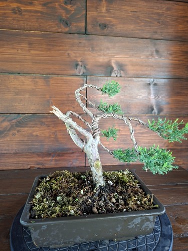 Bonsai ginepro visita il - di, ginepro.
