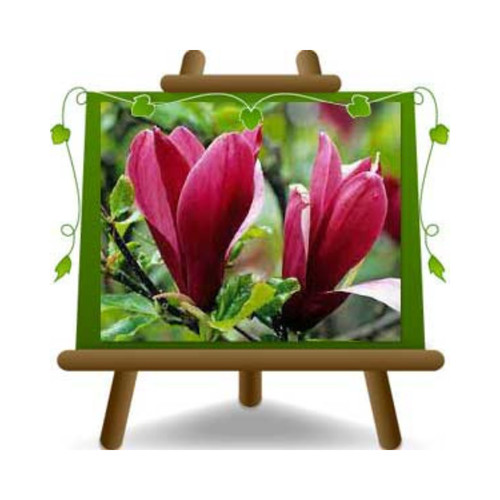 Magnolia nigra piante - magnolia,