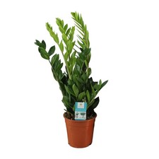 Pianta ZZ (Zamioculcas