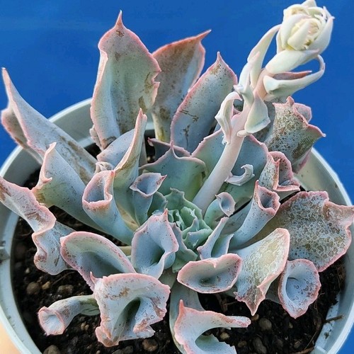 Echeveria trumpet pinky pot - "trumpet,