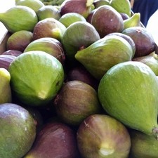 PIANTA DA FRUTTO FICO