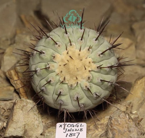 Vendita raro cactus copiapoa - raro,