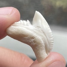 Dente di squalo tigre moderno