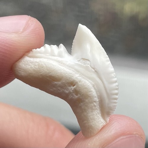 Dente squalo tigre moderno - squalo,
