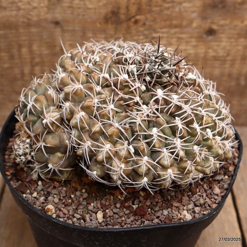 Gymnocalycium marsoneri 10 - gymnocalycium,