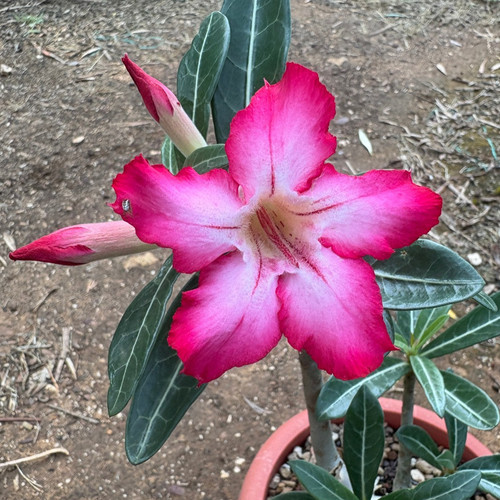 Adenium obesum apocynaceae - adenium,