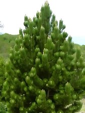 2 live Eastern White Pine Tree