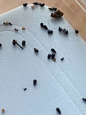 Box con 25+ semi di Dionaea Muscipula (Venus Flytrap) , Varieta' Normale e B52