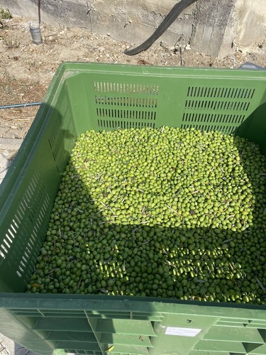 Olio extravergine oliva - extravergine, di