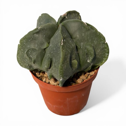 Astrophytum myriostigma - astrophytum,
